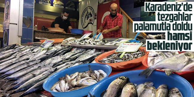 Karadeniz De Tezgahlar Palamutla Doldu Hamsi Bekleniyor