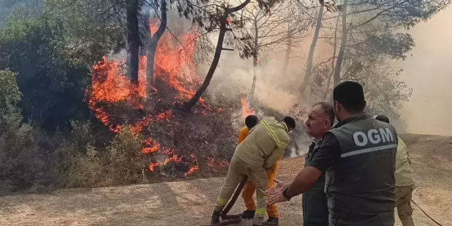 Adana'da orman yangını! Evler tahliye edildi