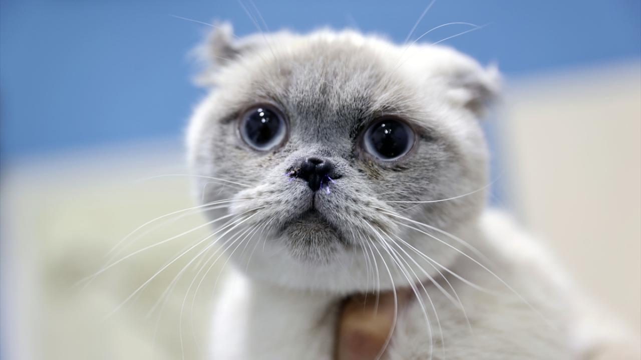 İngiltere'de evcil kedilere mikroçip takılması zorunluluğu getirildi