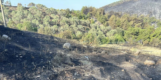 İzmir'de dün çıkan orman yangını devam ediyor