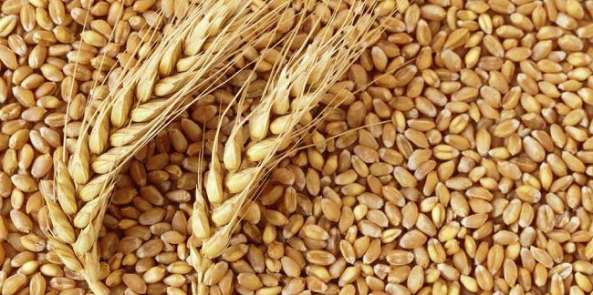 Hindistan'dan buğday fiyatlarına müdahale! 500 bin ton buğday satacak