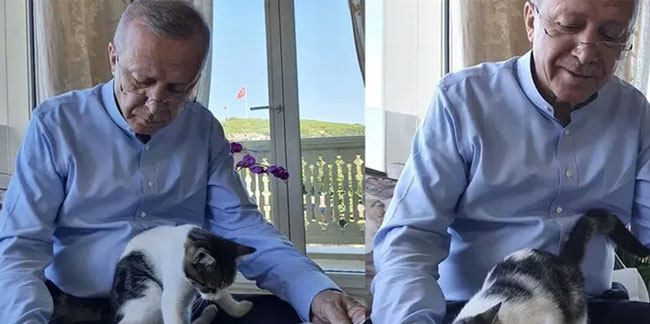 Cumhurbaşkanı Erdoğan'dan kedili fotoğraf