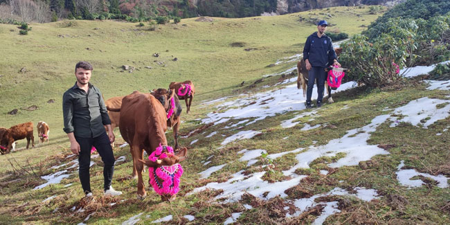 Trabzon'da yaylalardaki son besiciler de döndü