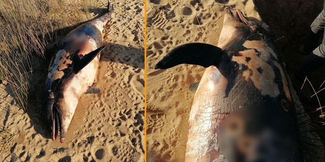 Kahreden görüntü! Balıkesir'de tüfekle vurulmuş bir yunus bulundu
