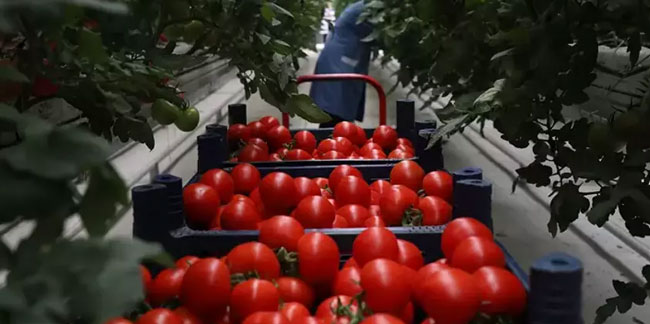 500 tonluk rekor domates üretimi!