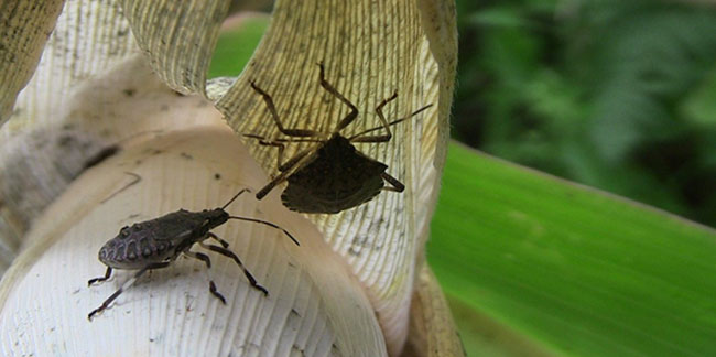 Artvin'de kahverengi kokarca böceği istilası
