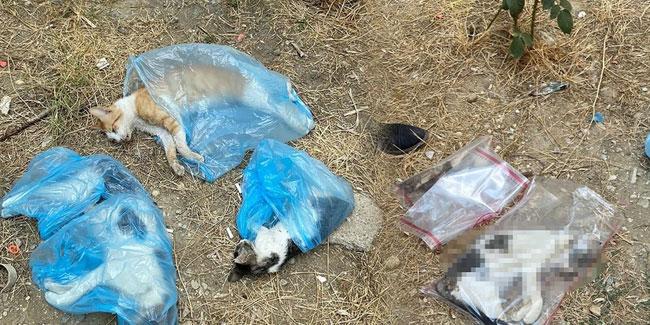 Zehirledikleri öne sürüldü! 15 kedi ile 1 köpek ölü bulundu