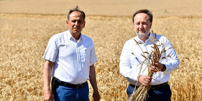 Karesi Belediyesi’nin buğdayları hasat ediliyor