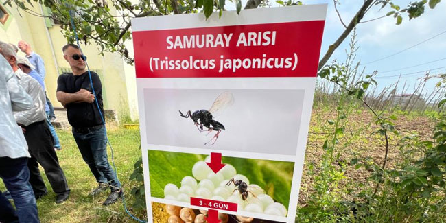 Trabzon'da Samuray Arılar bahçelere salındı