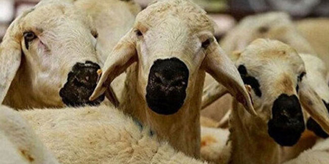 Trabzon’da kurbanlık fiyatı ne kadar? Kurban kesmek için maliyet ne?