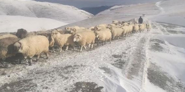 Bayburt'ta çobanların sürüleriyle zorlu dönüş yolcuğu