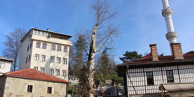 5 asırlık çınar ağacı mahallenin sembolü haline geldi