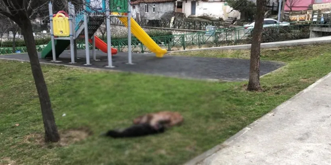 Sahipleri kendilerine saldıran iki pitbullu öldürdü