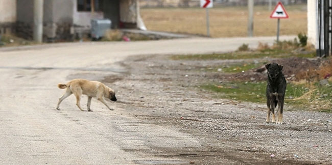 Hayvanseverleri ayağa kaldıracak düzenleme: Sokak köpekleri uyutulacak