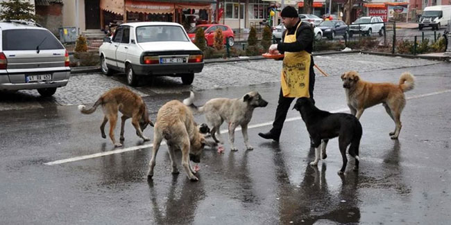 Başıboş sokak köpeği teklifi Meclis'te: Saldırgan köpekler uyutulacak!