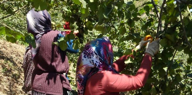 Giresun’da fındık hasadı başladı