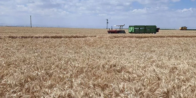 Buğday, arpa ve mısır fiyatları düştü! İşte güncel hububat fiyatları