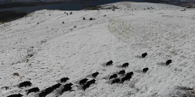 Elazığ'da yaban domuzu sürüsü, havadan görüntülendi