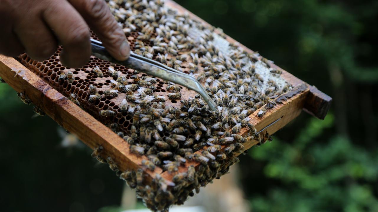 Yerli ırk arılar iklim değişikliğiyle mücadelede daha etkin
