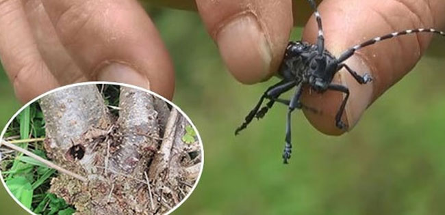 Fındıkta 'Drakula' böceği tehlikesi