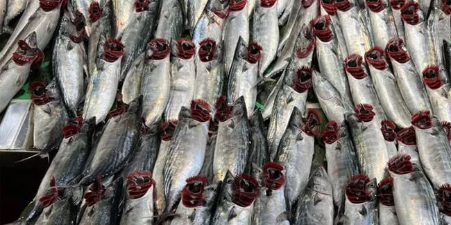 Palamut fiyatları dibi gördü! Balıkçılardan tavsiye geldi
