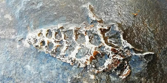 Adıyaman'da bulundu! 70 milyonluk yıllık Gastropod fosili...