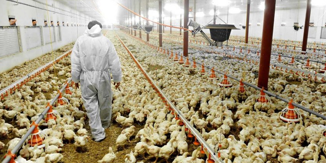 Japonya’da bir tavuk çiftliğinde daha kuş gribi salgını patlak verdi