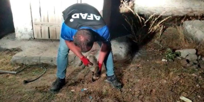 AFAD görevlisi, kalbi duran köpeği kalp masajıyla hayata döndürdü