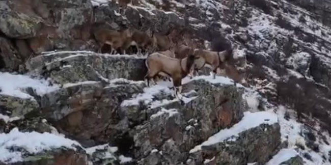 Dağ keçileri engebeli arazide drone ile görüntülendi