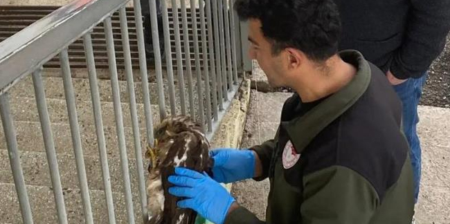 Bayburt'ta yaralı olarak bulunan yavru şahin tedavisi yapıldıktan sonra doğaya salındı