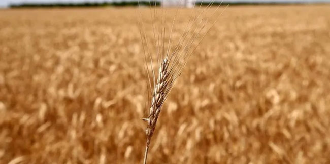Tahıl krizinin çözümü için 'kırmızı hat' kuruldu