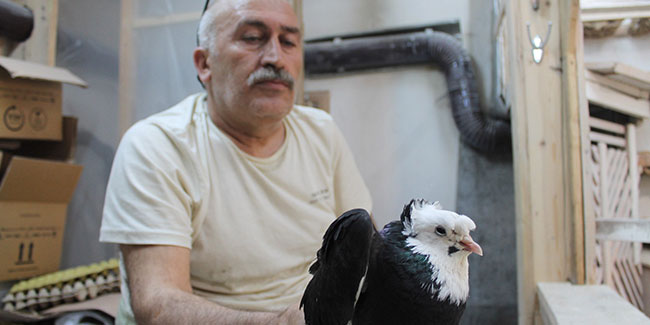 Türk fısıldayıcısı olarak kayıtlara geçen Bayburt güvercini ilgi çekmeye devam ediyor