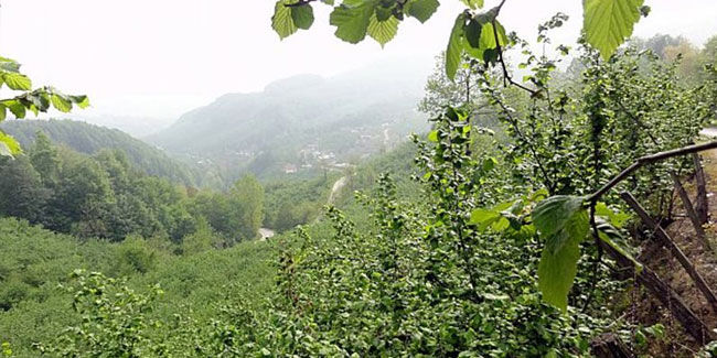 Giresun'da acı kaza! Fındık toplarken hayatını kaybetti