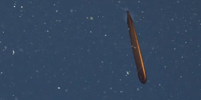 Torpido şekline sahip, nadir görülen Ejder Balığı görüntülendi