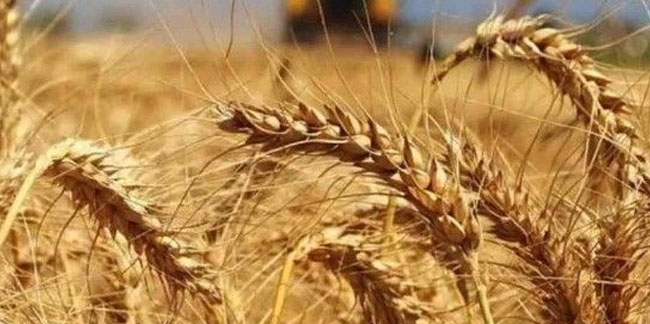 Tohumluk buğday fiyatı yüzde 200 zamlandı!