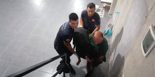 Antalya'da itfaiyeden bodrumda yaşayan 'Şişman köpek' operasyonu