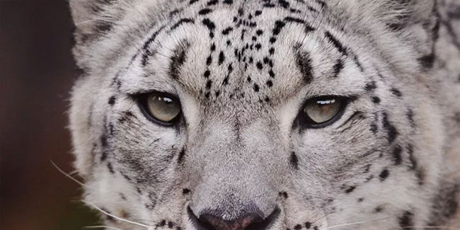 Covid-19 olan kar leoparı hayatını kaybetti