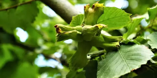 Fındık hasadında en iyi yöntem açıklandı