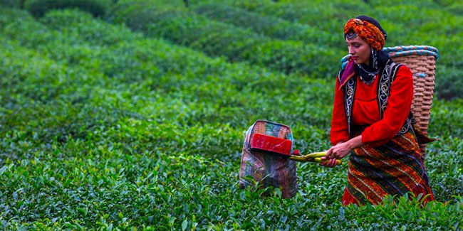 ÇAYKUR'dan Çay Üreticisine Önemli Duyuru