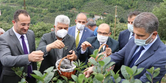Trabzon’da süper meyve ‘Aronya’nın hasadı başladı