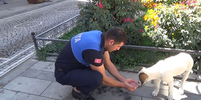 Zabıta memuru susayan köpeğe elleriyle su içirdi