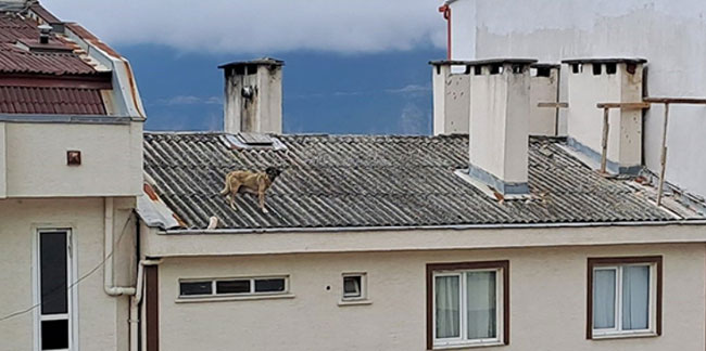 Artvin´de çatıda mahsur kalan köpeği itfaiye ekipleri kurtardı