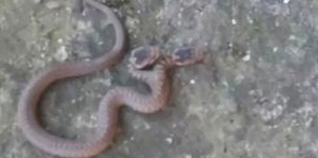 Trabzon'da çift başlı yılan görüntülendi! Çok ender bir tür