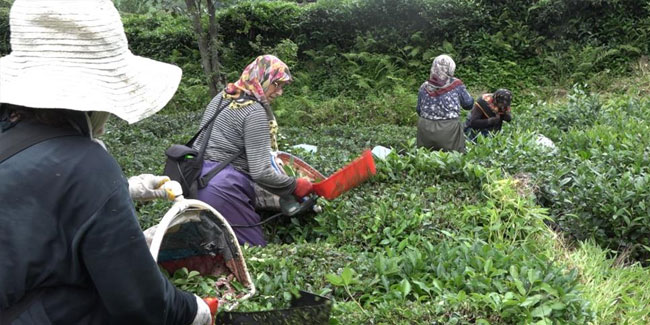 Rize'de Mahalleli hastanede yatan komşularının çayını topladı