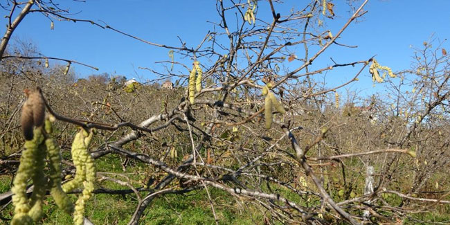 Fındıkta ‘yalancı bahar’ tehlikesi: Rekolte kaybı yaşanabilir