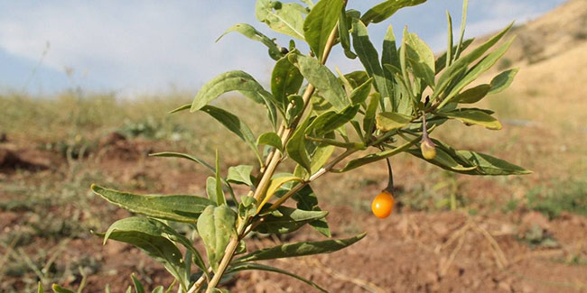 Bayburt’ta goji berry fideleri meyve vermeye başladı