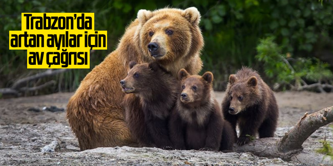 Trabzon'da artan ayılar için av çağrısı