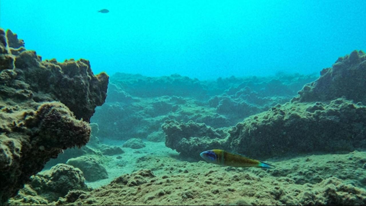 Okyanusların derinlerinde "karanlık oksijen" üretildiği tespit edildi