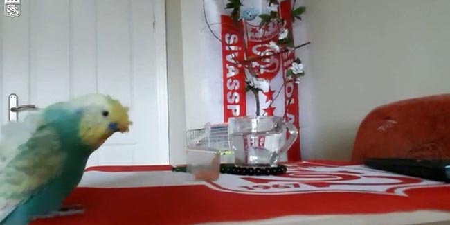 Sivasspor aşığı muhabbet kuşu tezahüratlarıyla dikkat çekiyor