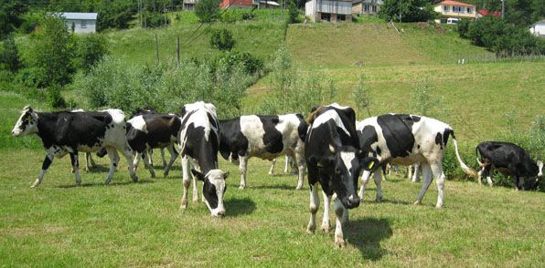Ağasar'da 120 baş süt sığırı dağıtımı yapıldı